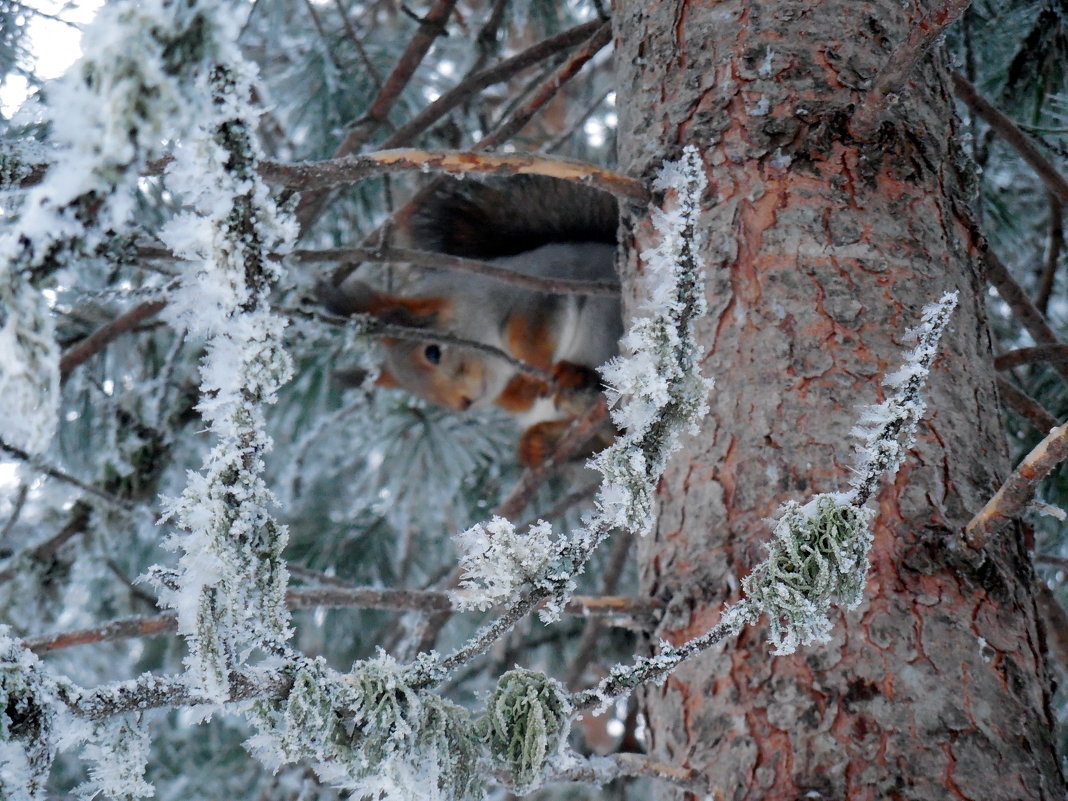 Наблюдатель - Наталья Пендюк Пендюк