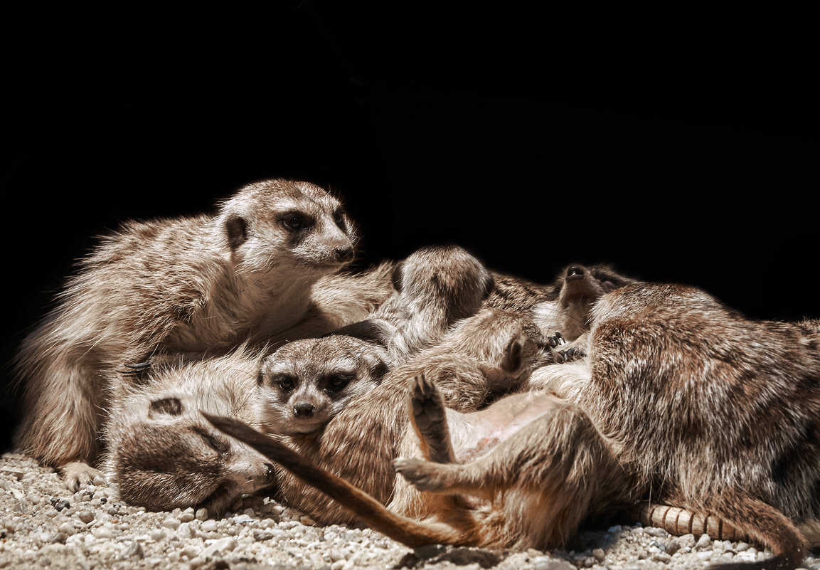 СемьЯ.... - олег СемьЯ.... - олег