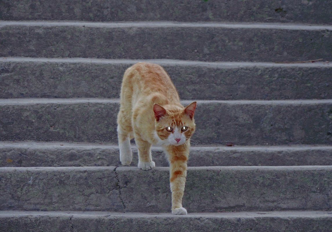 Кошки Херсонеса - Дядюшка Джо