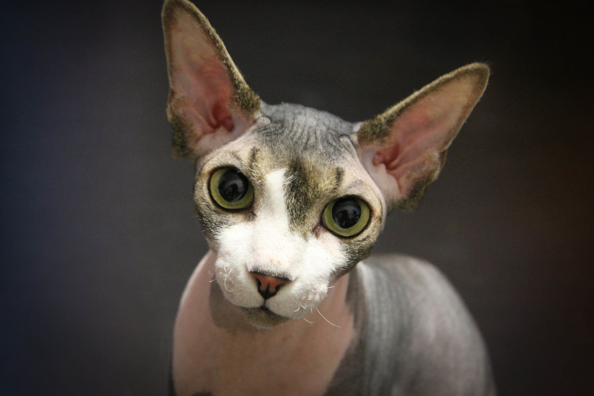 Хани - Мария Чеснокова Хани - Мария Чеснокова