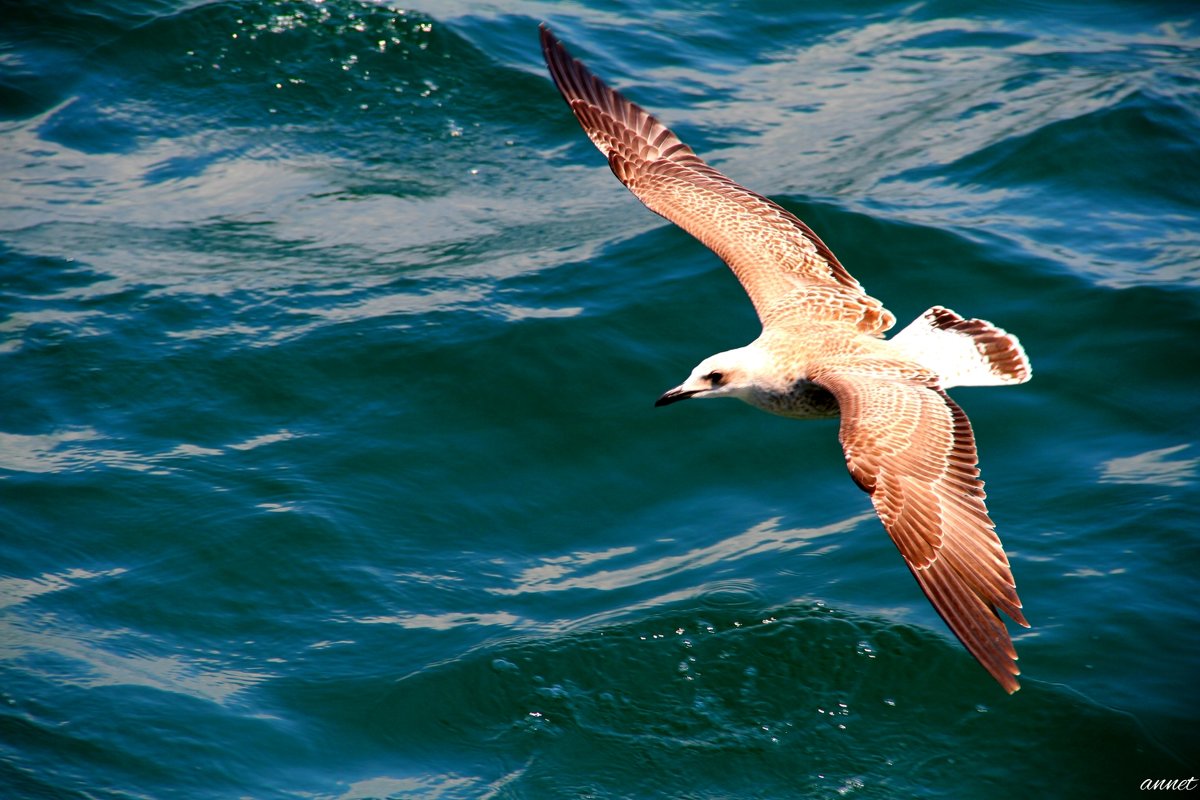 Стамбул - annet Sagitova