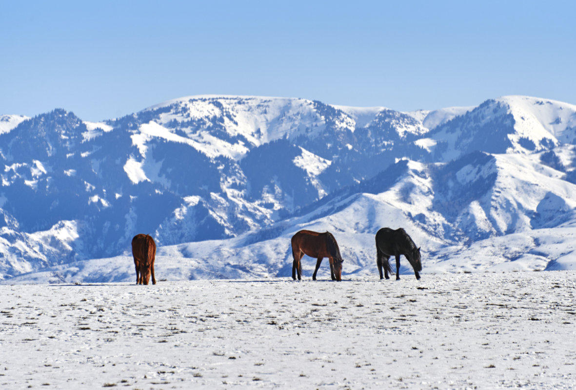 На горном зимнем пастбище - Сергей Рычков На горном зимнем пастбище - Сергей Рычков