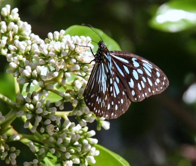 Голубой Тигр (Tirumala septentrionis) - Антонина 