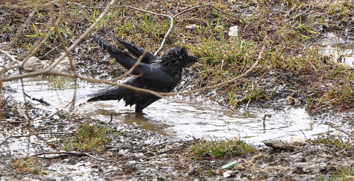 Сейчас нырну ! - Олег Савин Сейчас нырну ! - Олег Савин