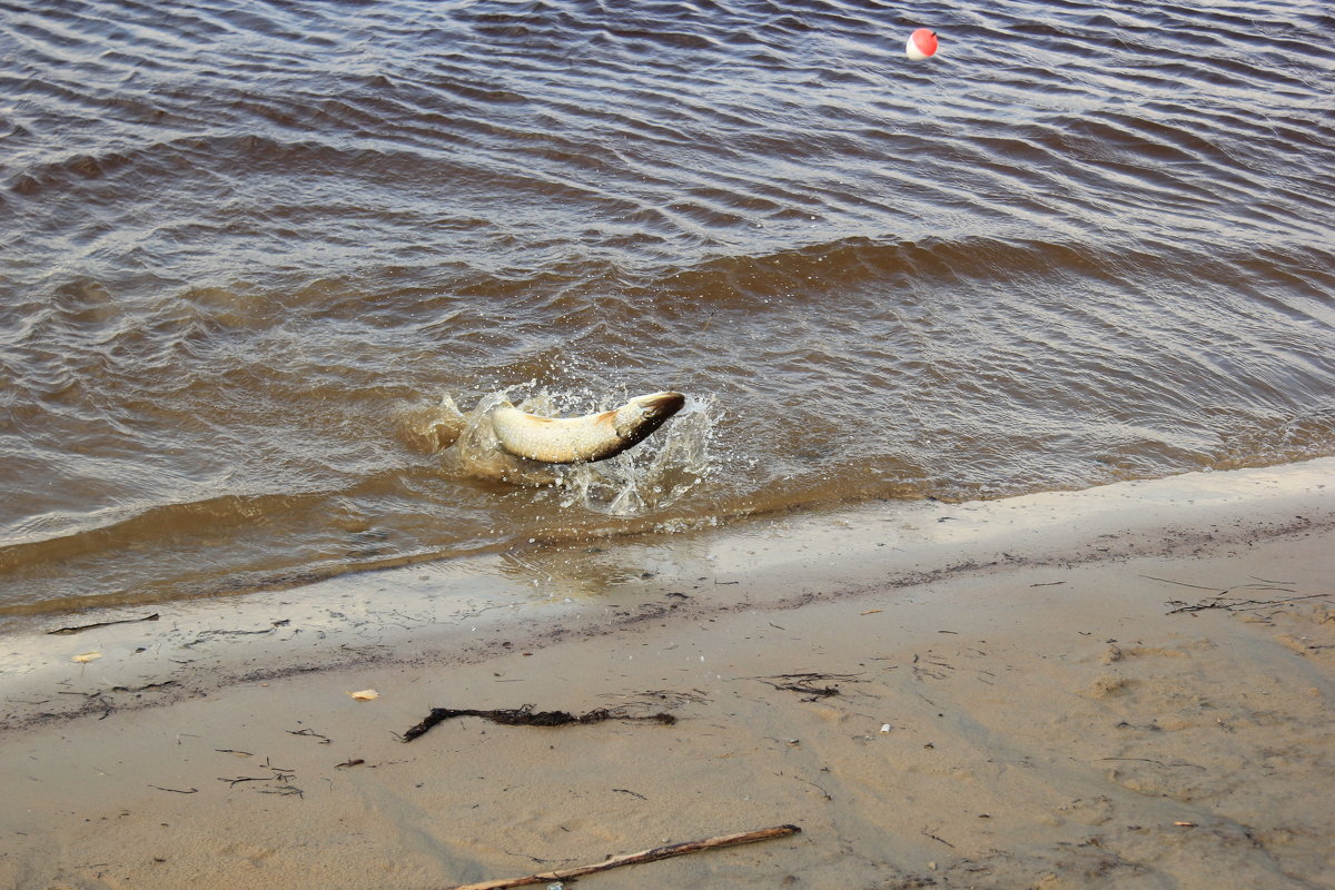 Щука - Андрей Кузнецов