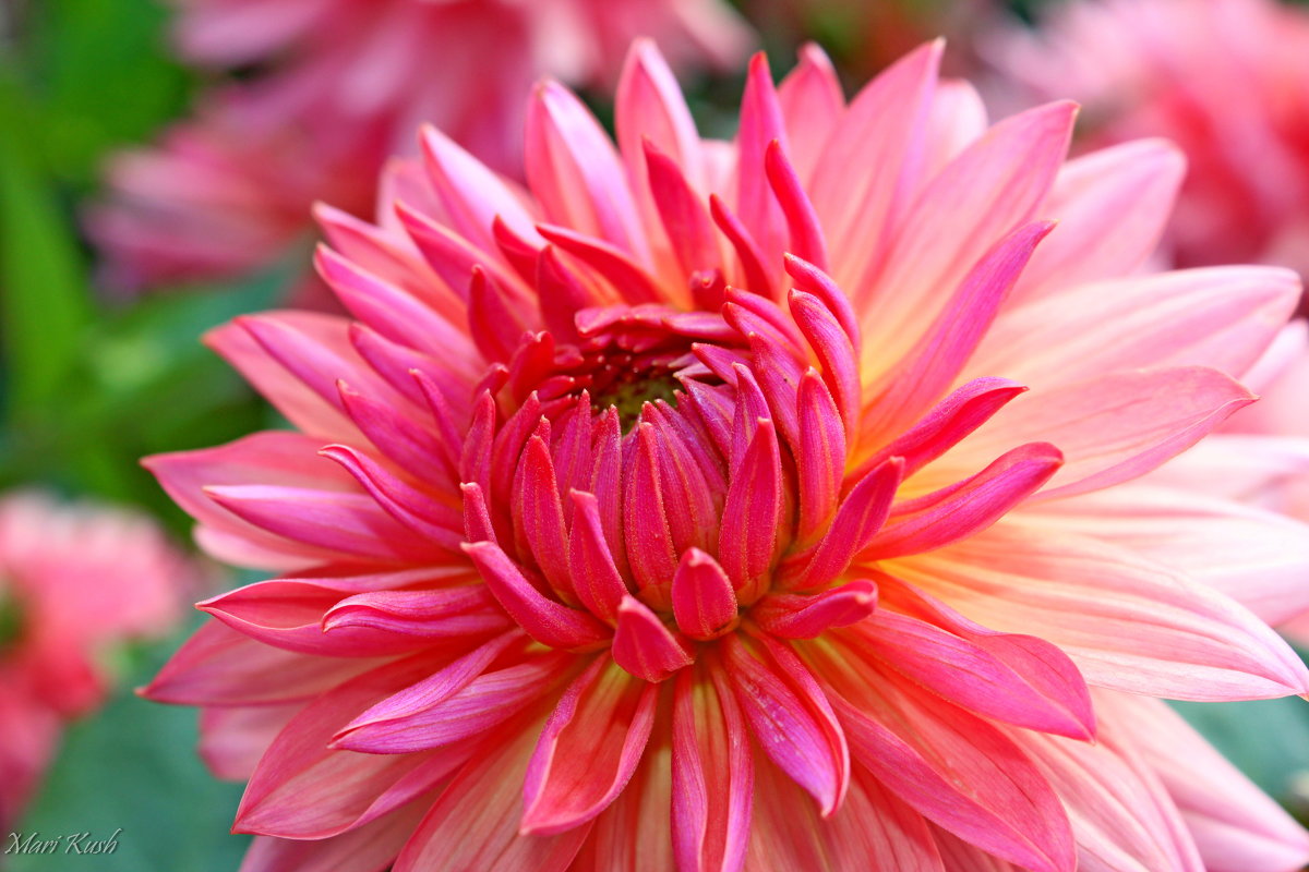 Цветы – это мысли природы о любви... - Mari Kush Цветы – это мысли природы о любви... - Mari Kush