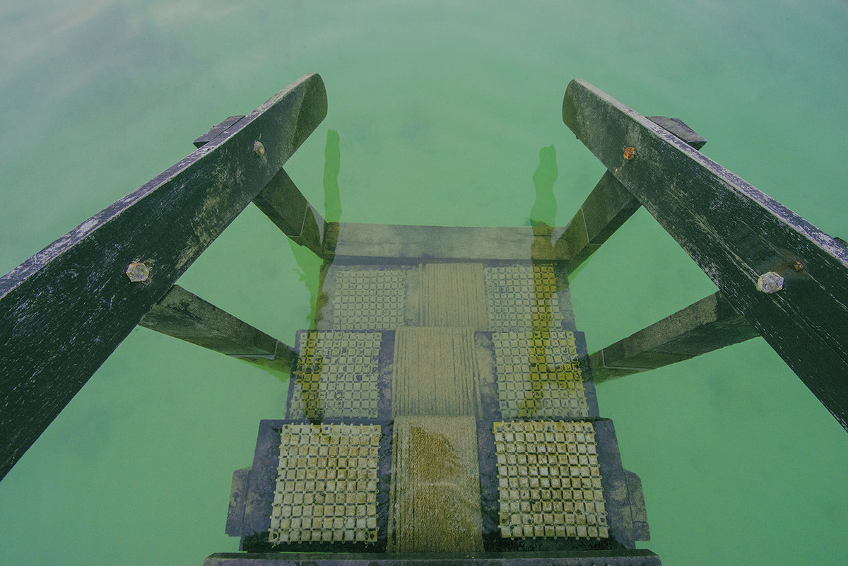 Steps to the ocean - Alexander Romanov (Roalan Photos)