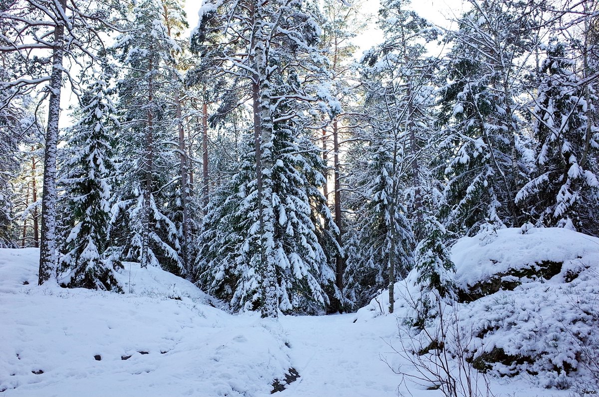 Сегодня мы прощаемся с зимой - wea *