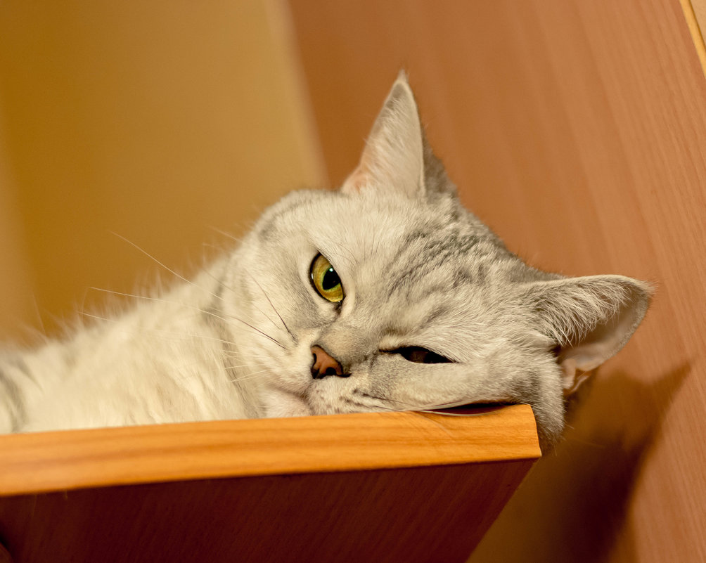 *** - Виктор Орехов *** - Виктор Орехов