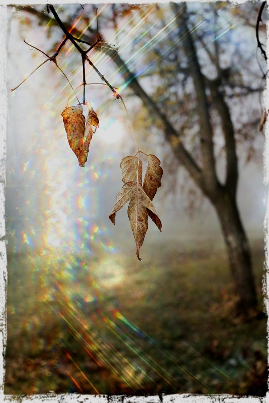 Осенний ноктюрн ! - victor Lion Осенний ноктюрн ! - victor Lion