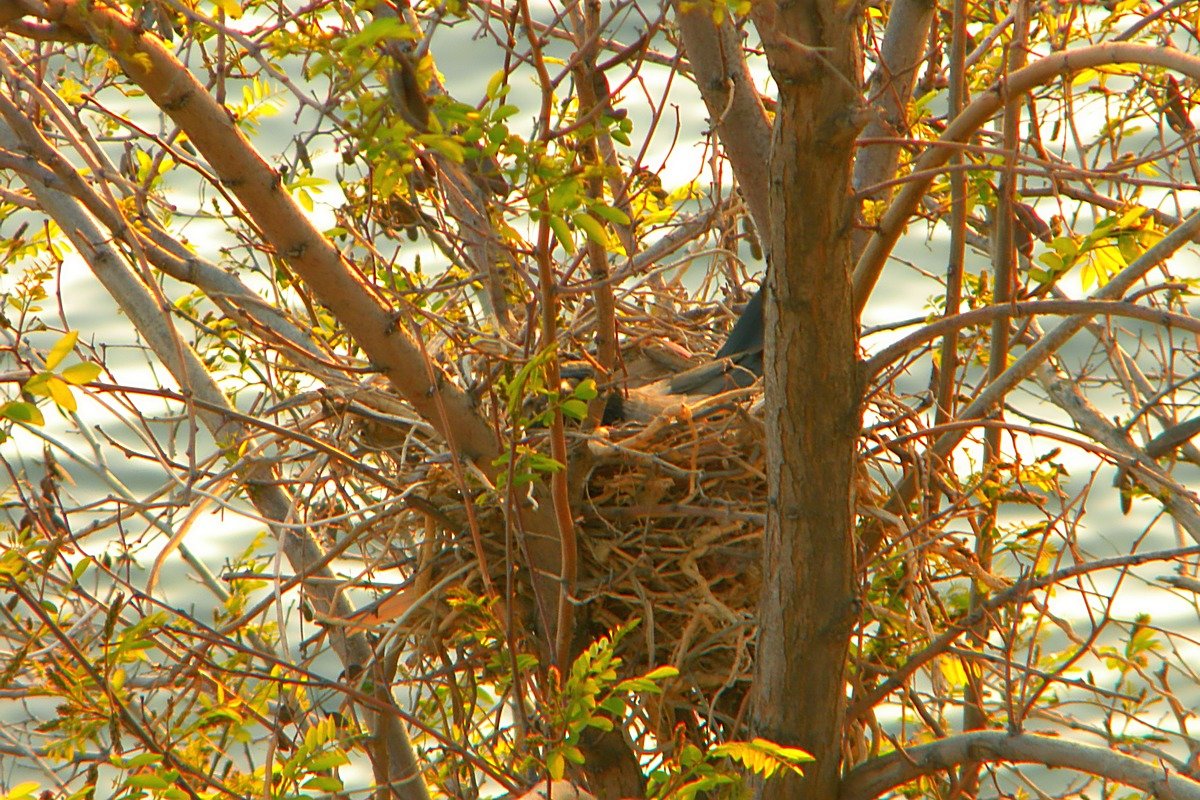ГНЕЗДО. - Ivana ГНЕЗДО. - Ivana