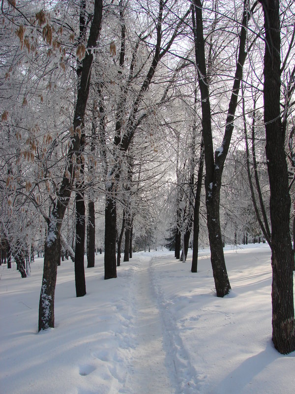Тропинка в зимнем парке - Сергей Тагиров Тропинка в зимнем парке - Сергей Тагиров