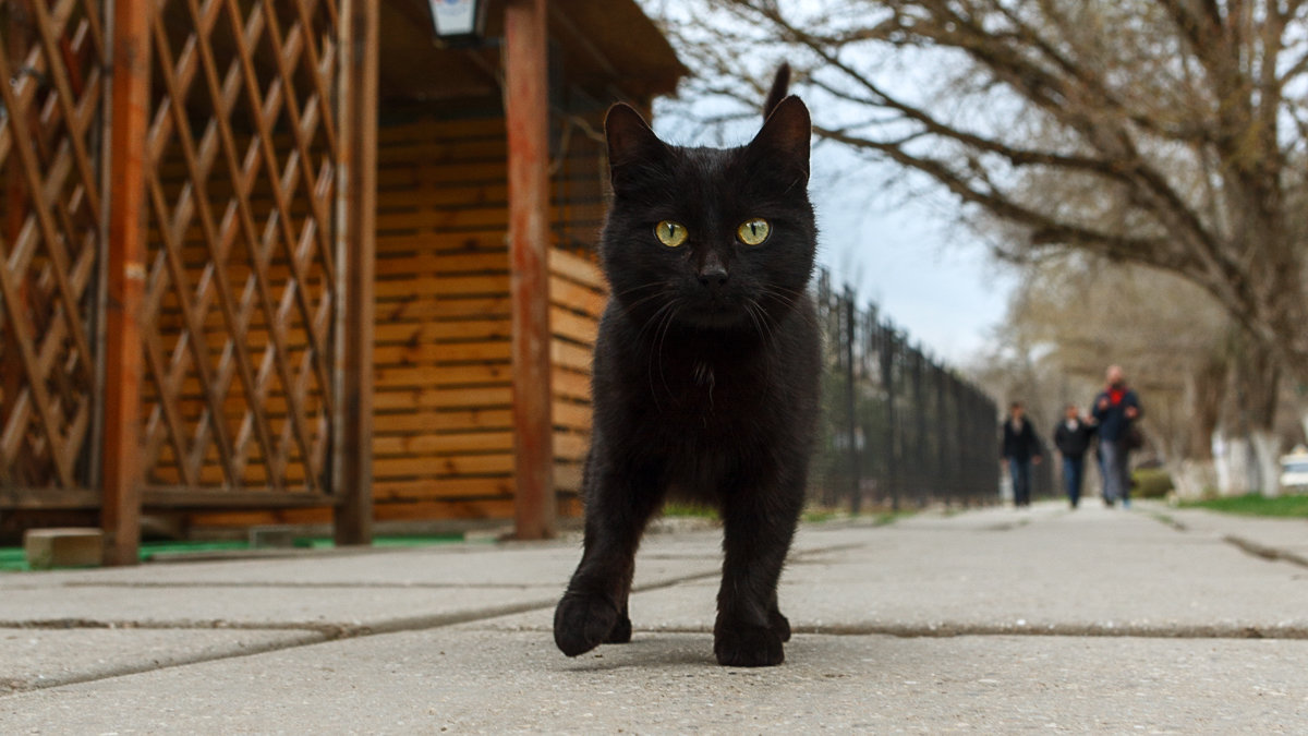 Крымский котейка - Ардалион Иволгин