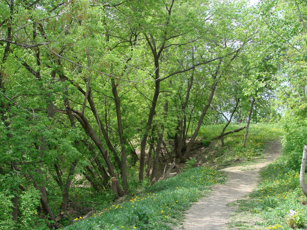 Тропинка в парке - Сергей Тагиров