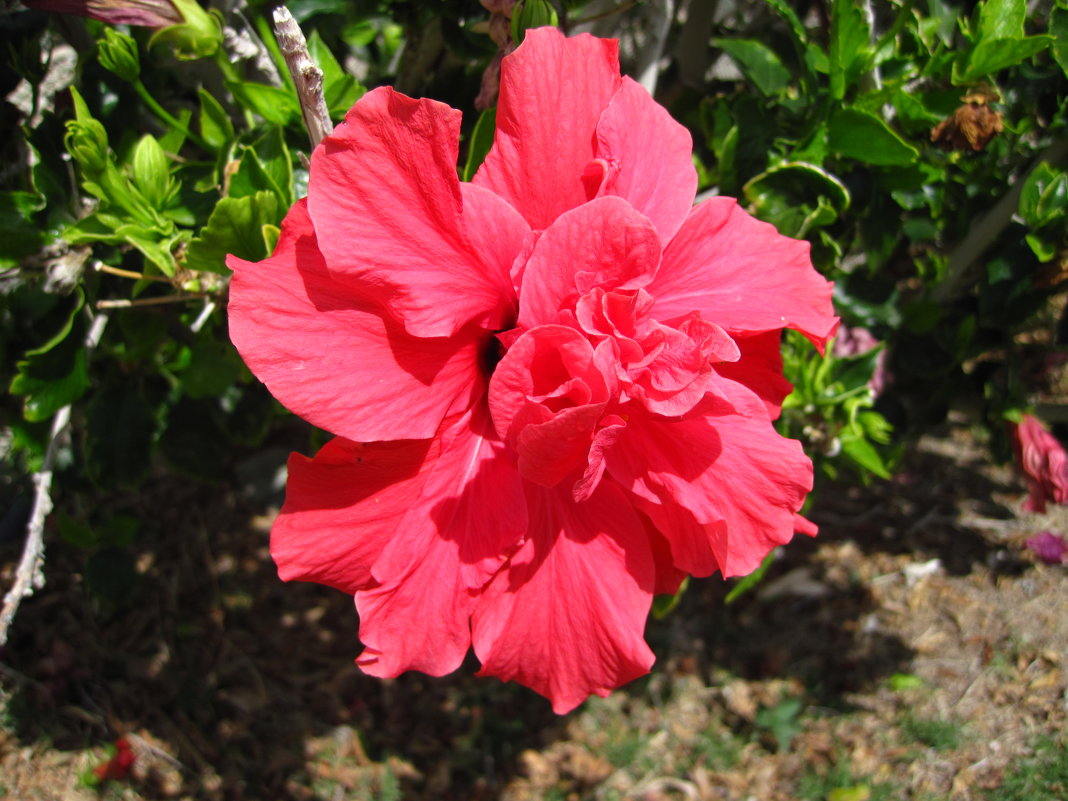 Мой любимый цветок - Lukum Мой любимый цветок - Lukum