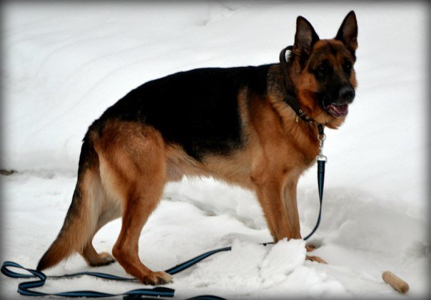 Побежали! Это же снег! Давай поиграем! - Мария Коледа Побежали! Это же снег! Давай поиграем! - Мария Коледа
