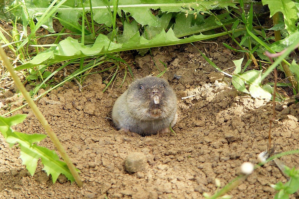 Крот - Юрий Захаров