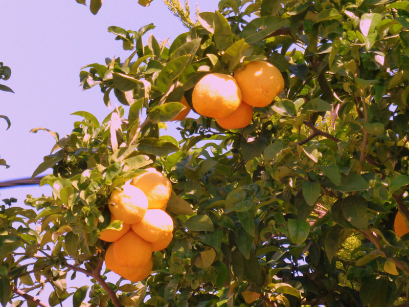 цитрусовые плоды. - Пётр Беркун цитрусовые плоды. - Пётр Беркун