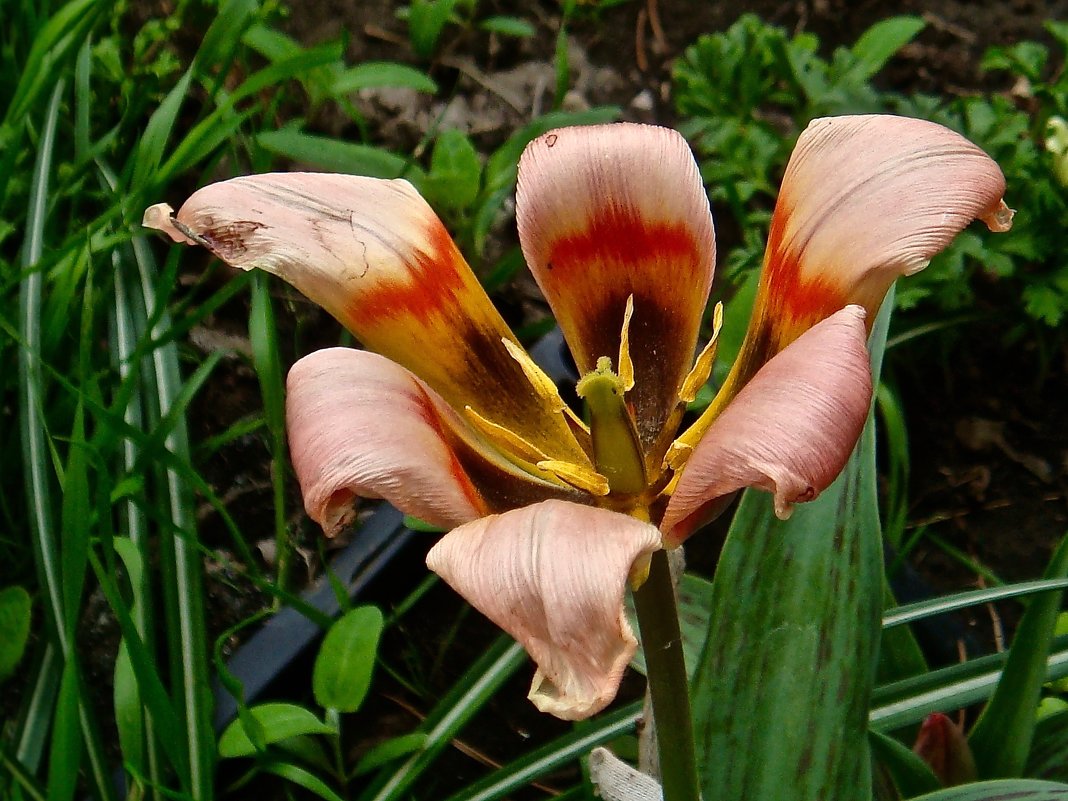 Угасающий ТюльпанчиК ...-- !!! - Серёжа Стрельников Угасающий ТюльпанчиК ...-- !!! - Серёжа Стрельников