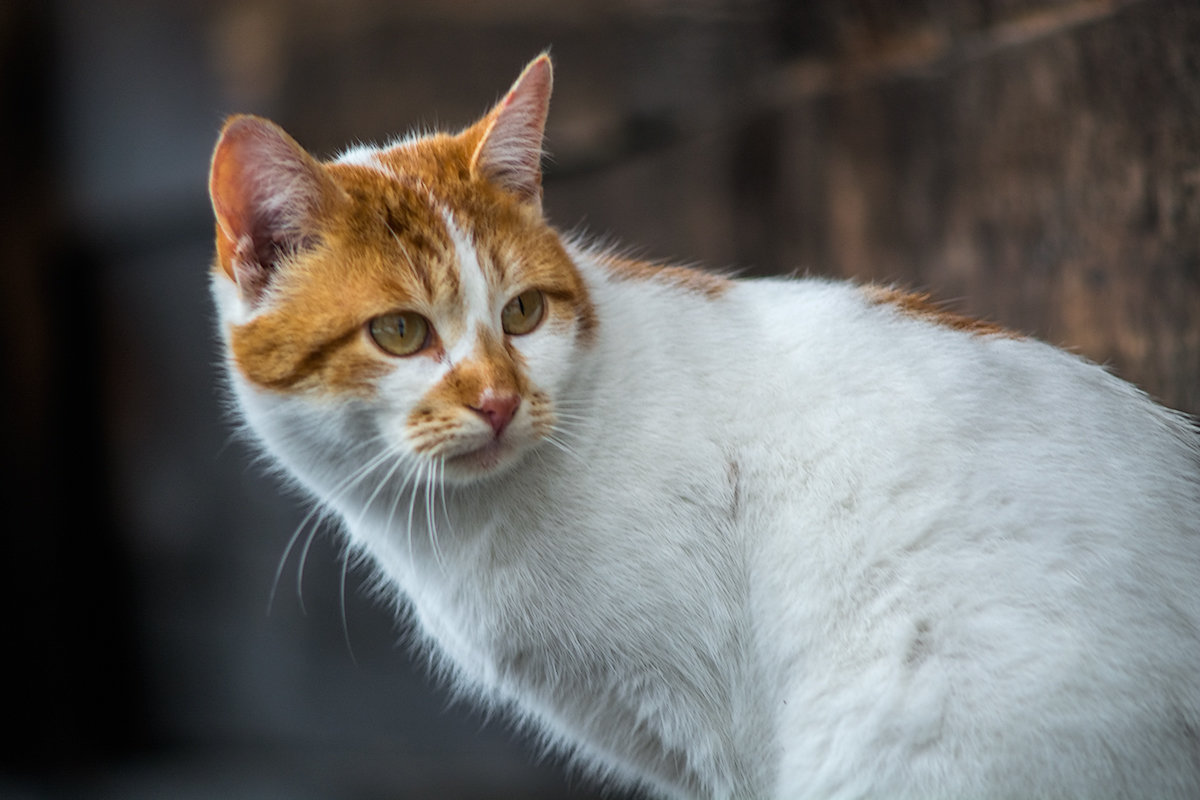 //// - Cлава Украине 