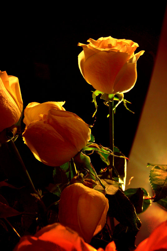 *** - Елена Кирилова