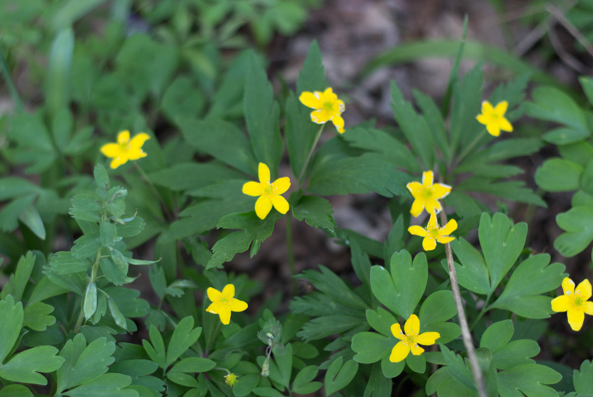 лесные цветы - Ирина Холодная