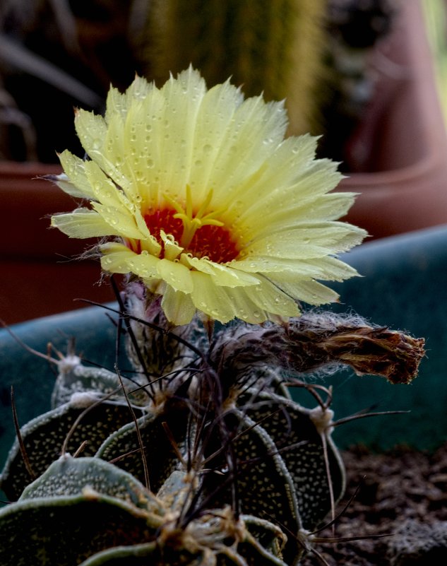 Астрофитум каприкорне 2 - Александр Деревяшкин
