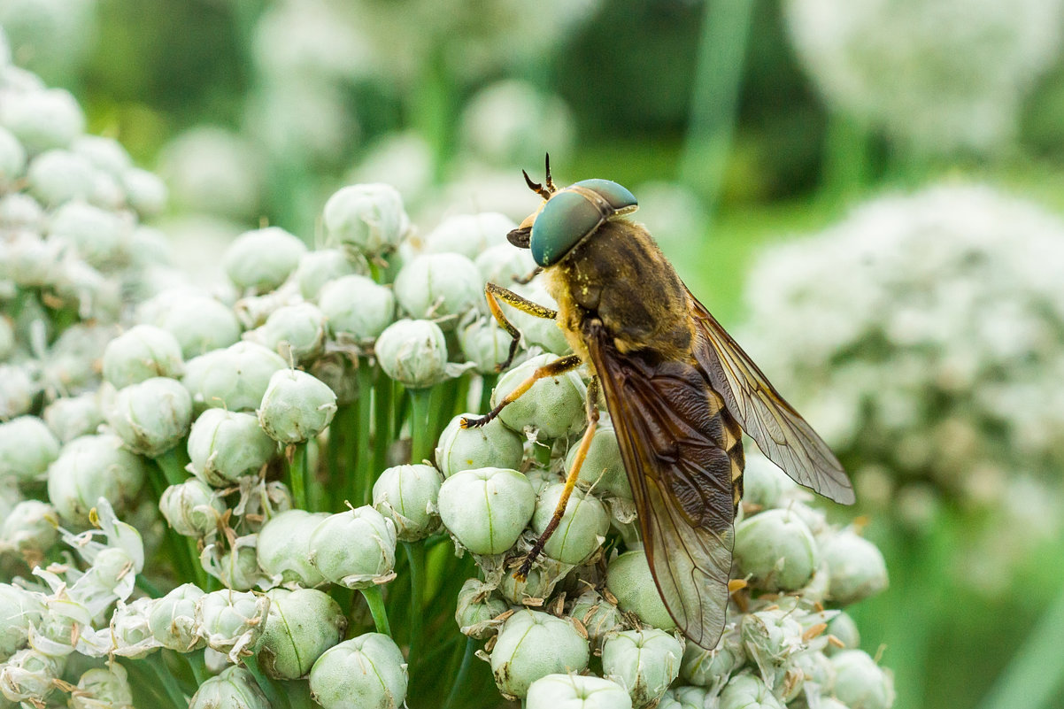 Макро - Alex Bush
