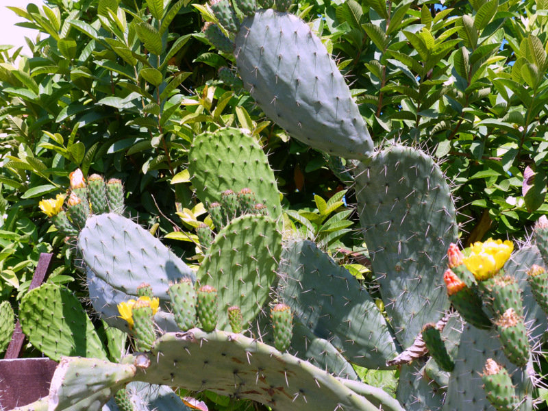 придорожнве растения. - Пётр Беркун придорожнве растения. - Пётр Беркун