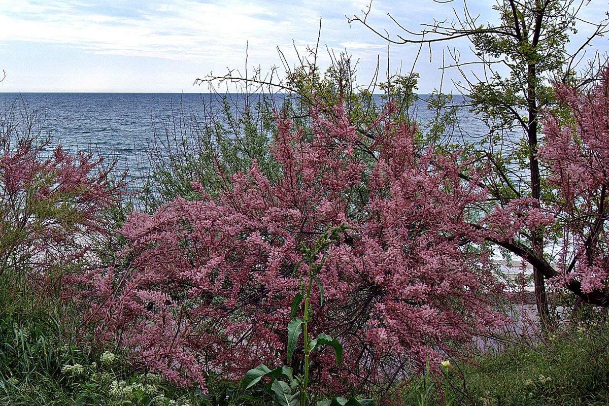 прогулки к морю - Александр Корчемный