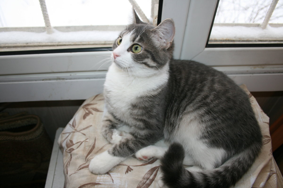 кошечка - Лана 