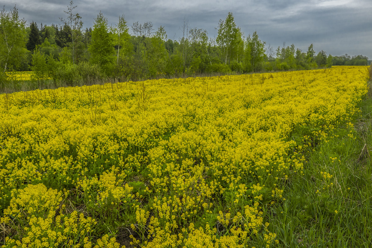 "Yellow River" - Михаил "Skipper"