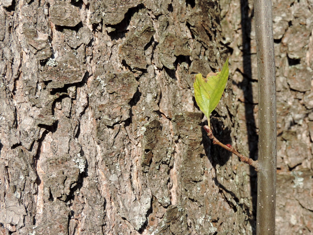 Поколения - Елена Якушина