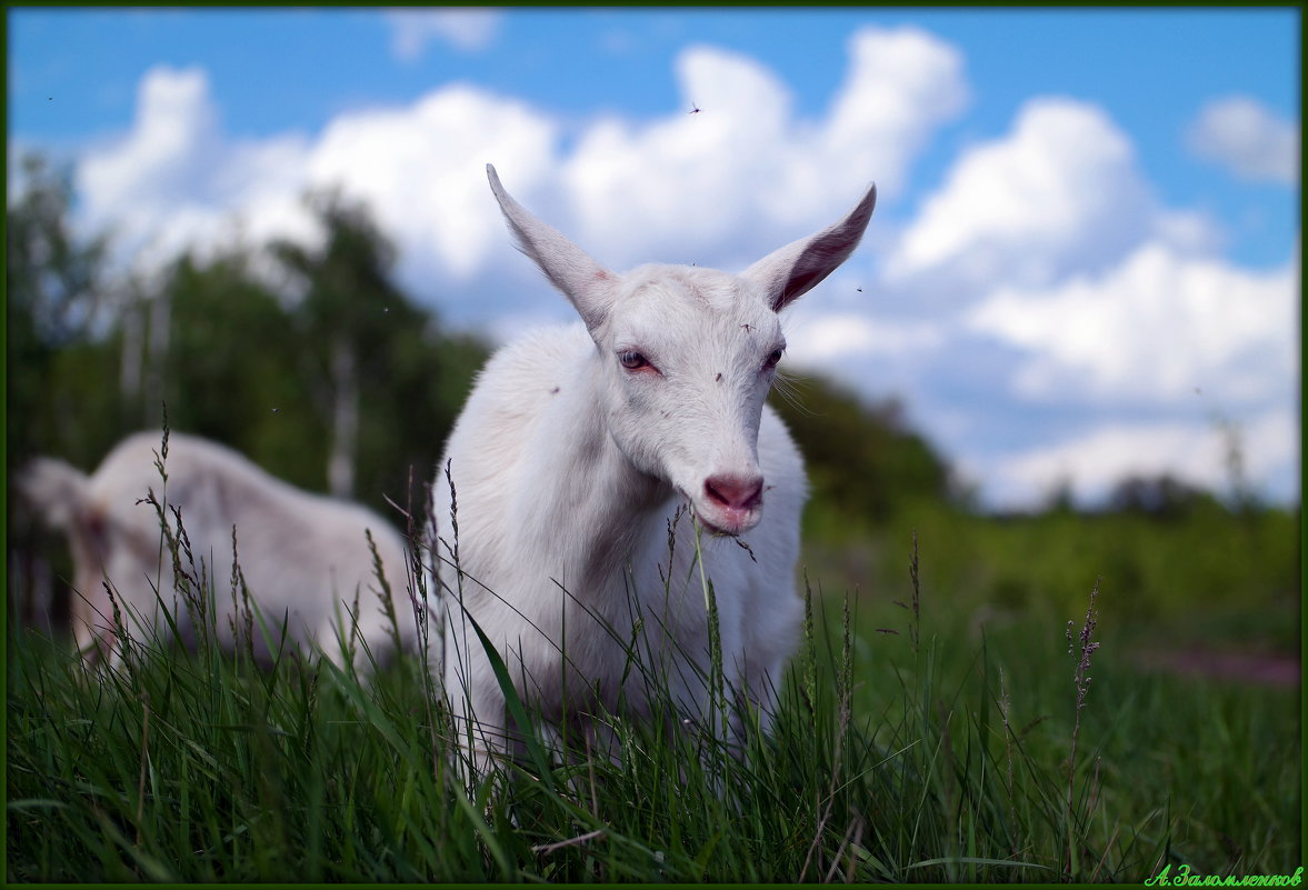 Встреча на выпасе - Андрей Заломленков Встреча на выпасе - Андрей Заломленков