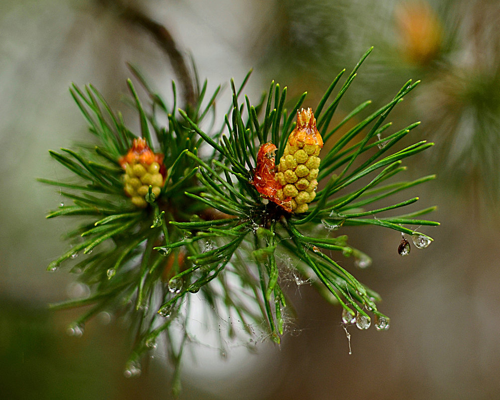 .... - ирэн .... - ирэн