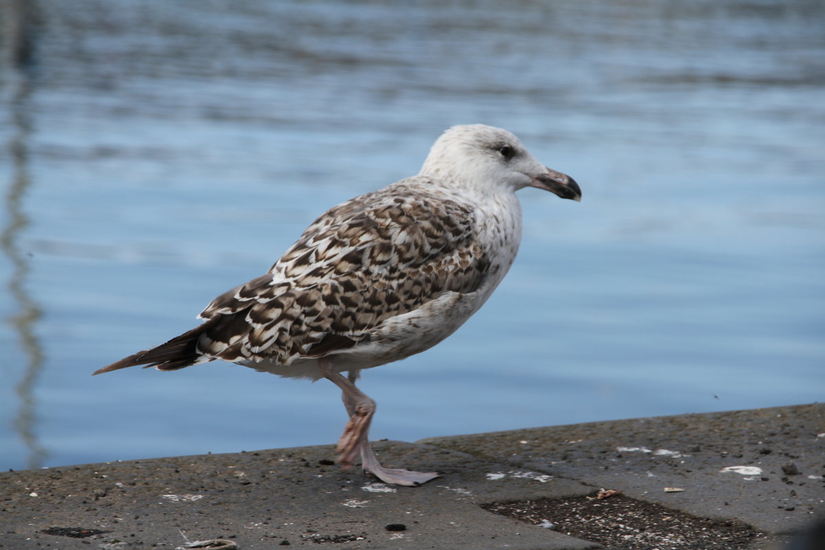 Кокетка - Антонина 