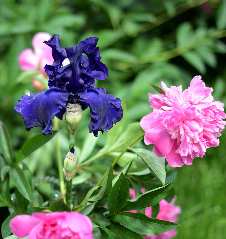 Завидный кавалер - Александр Бойко