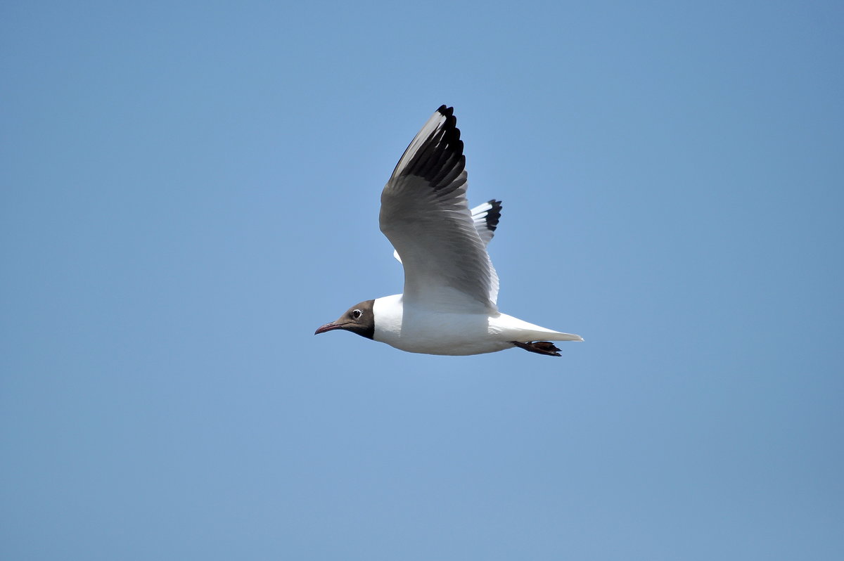 Полет. - Алексей . Полет. - Алексей .