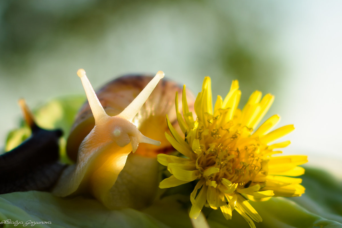 Африканская улитка Ахатина - Наталия Горюнова