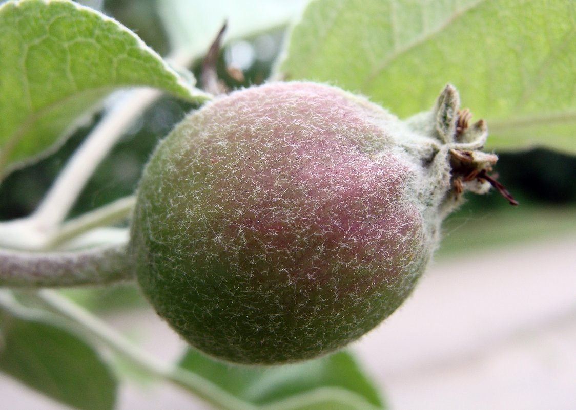 Скоро собирать урожай. - Елена Дёмина