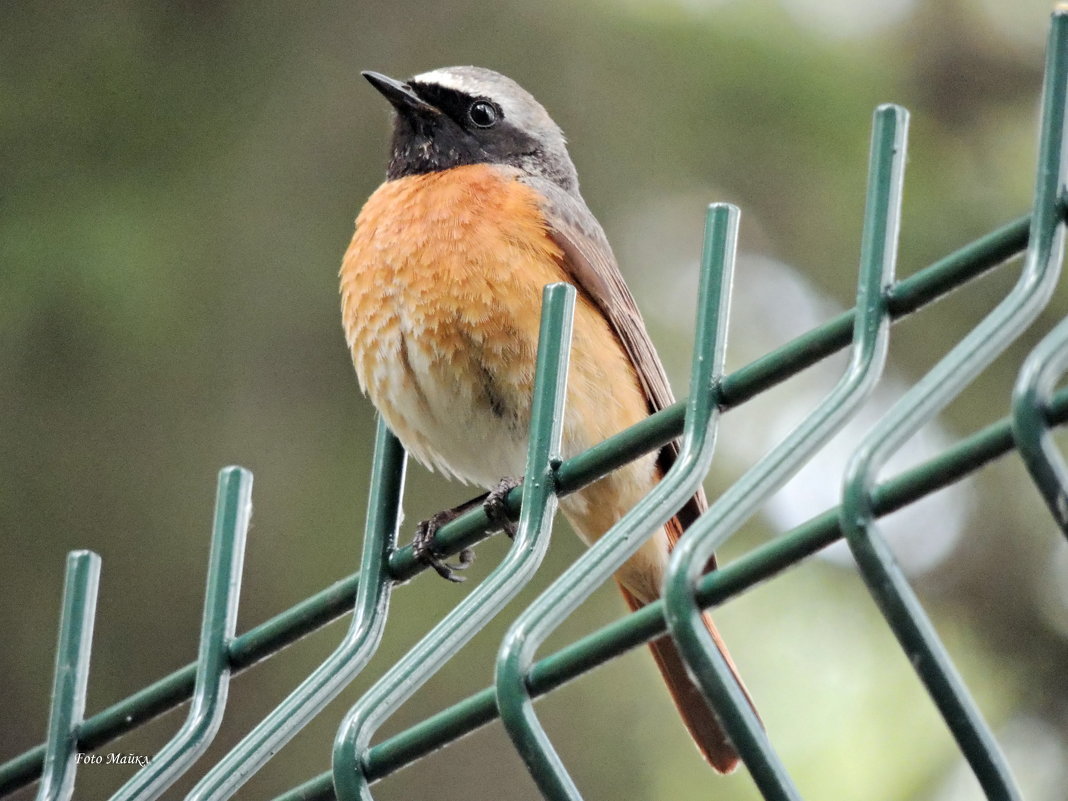 Обыкновенная горихвостка - Майкл 