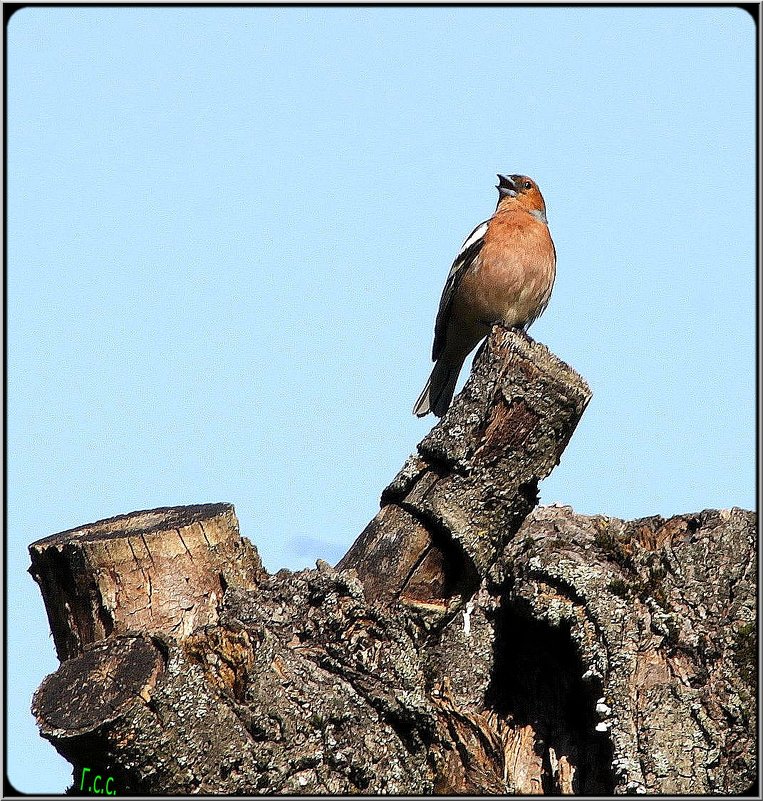 *** - Сергей Гончаров