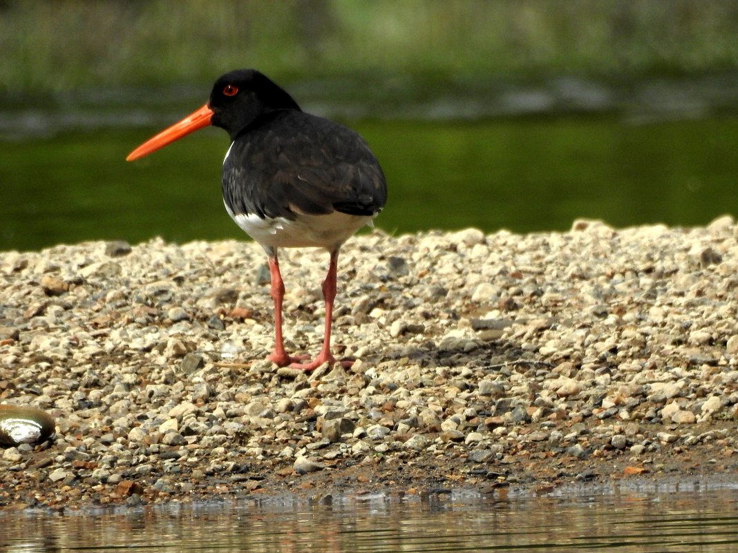 кулик-сорока - Геннадий Ячменев