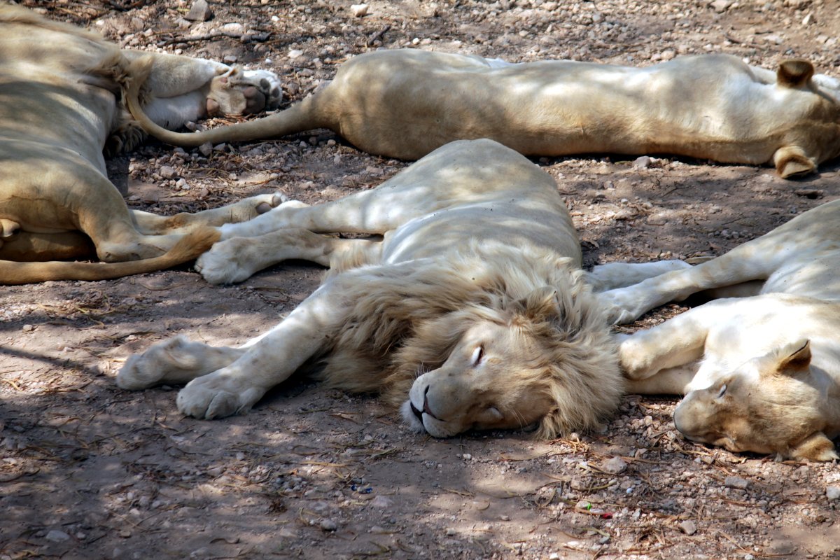 *** - Алексей Башкирцов