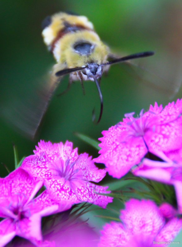 ЯЗЫКАН ЗА РАБОТОЙ - владимир осипов ЯЗЫКАН ЗА РАБОТОЙ - владимир осипов