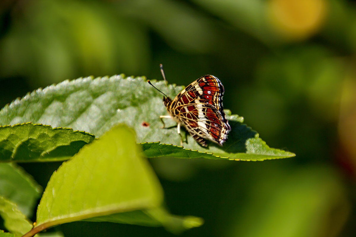 +++ - Анатолий. Chesnavik.