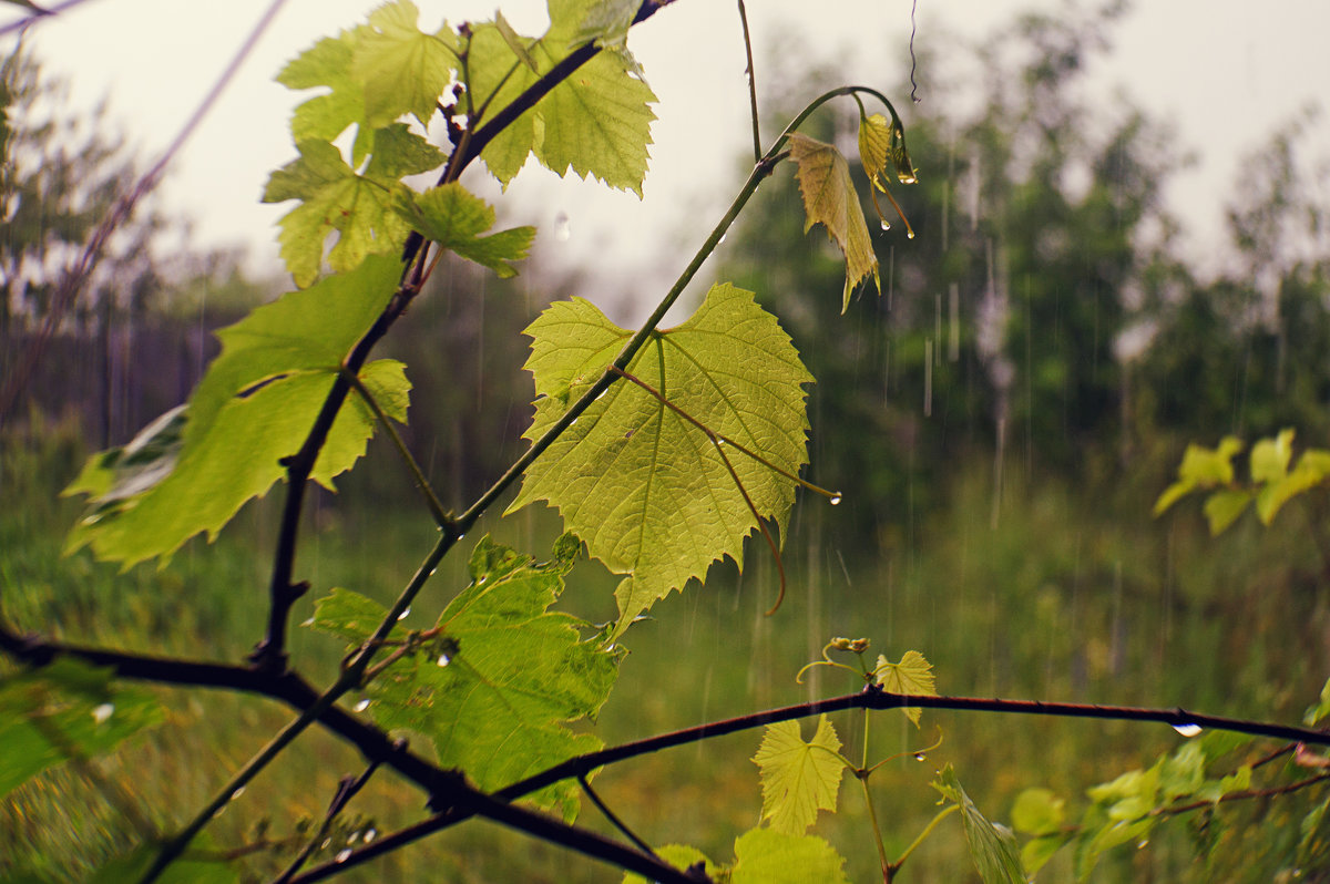 Дождь - Vladimir Smirnov