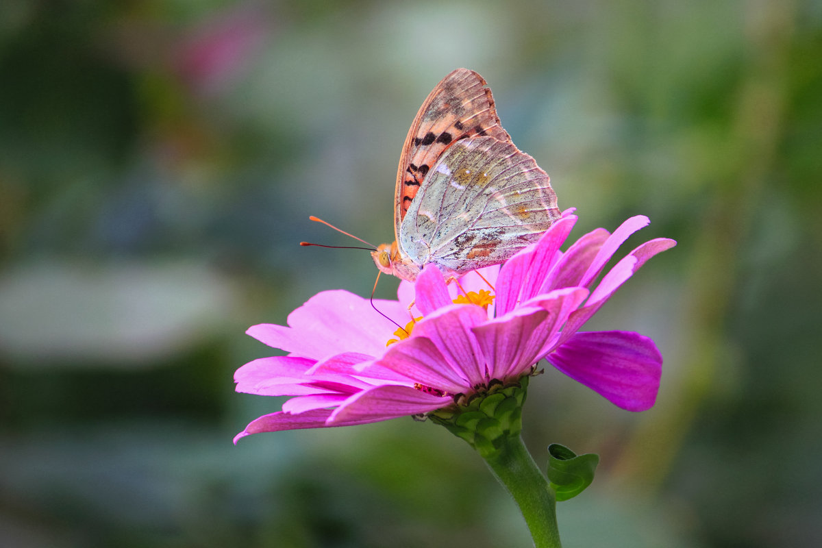 Butterfly on a flower - Денис Маншилин