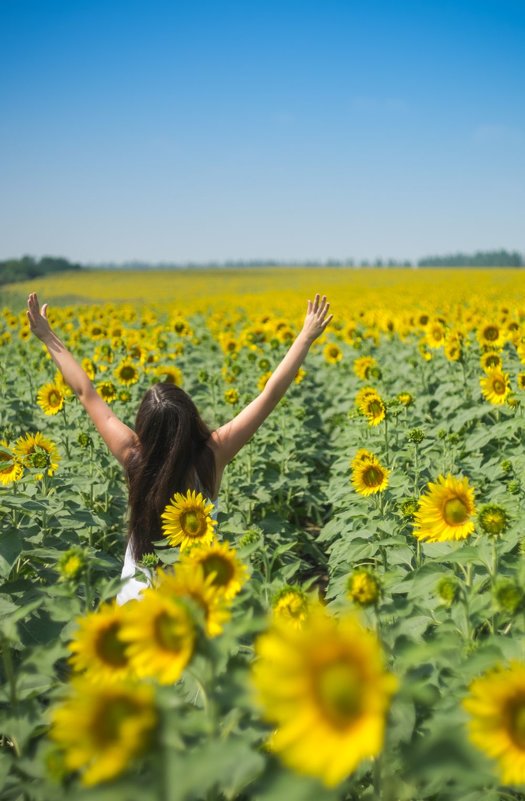 sunflowers... - Pavel Svyatodukh