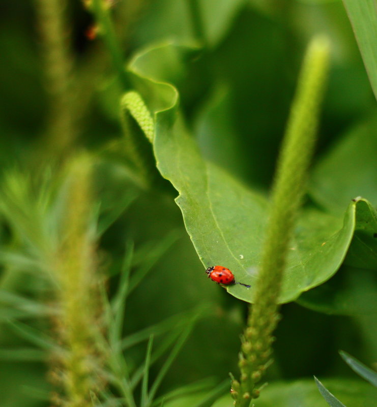 букашка - Евгений 